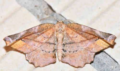 Apeira syringaria